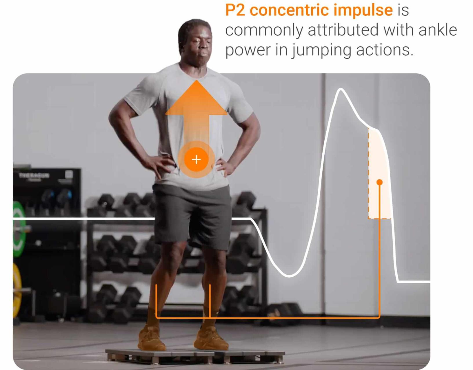 P2 concentric impulse is commonly attributed with ankle power in jumping actions