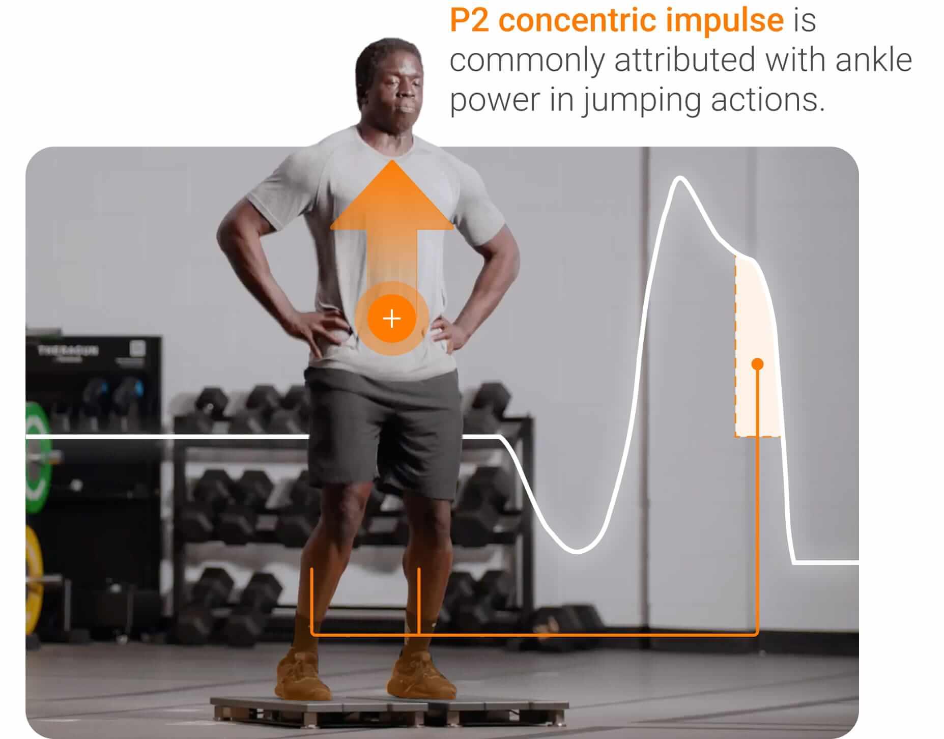 P2 concentric impulse is commonly attributed with ankle power in jumping actions