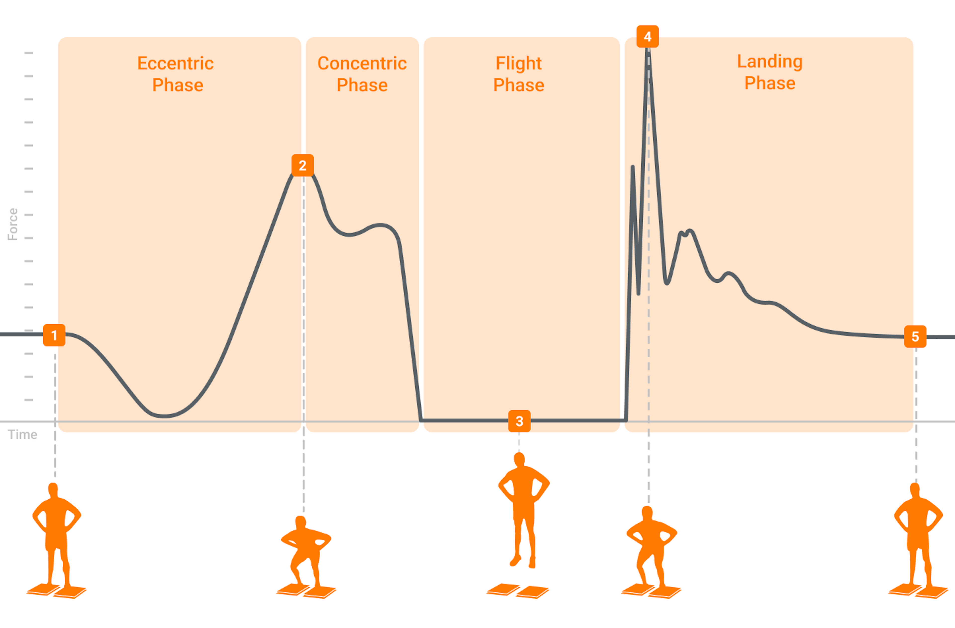 일반적인 지면발 테스트에 대한 일반적인 힘-시간 곡선: CMJ, 힘 추적 및 움직임 단계와 관련된 상관 움직임이 있습니다.