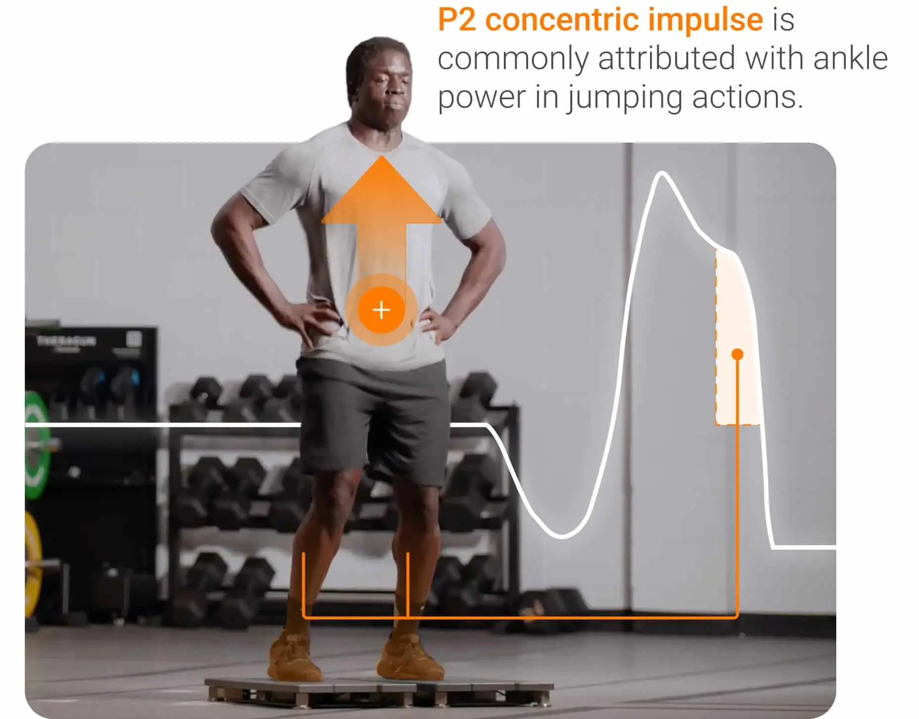 P2 concentric impulse is commonly attributed with ankle power in jumping actions